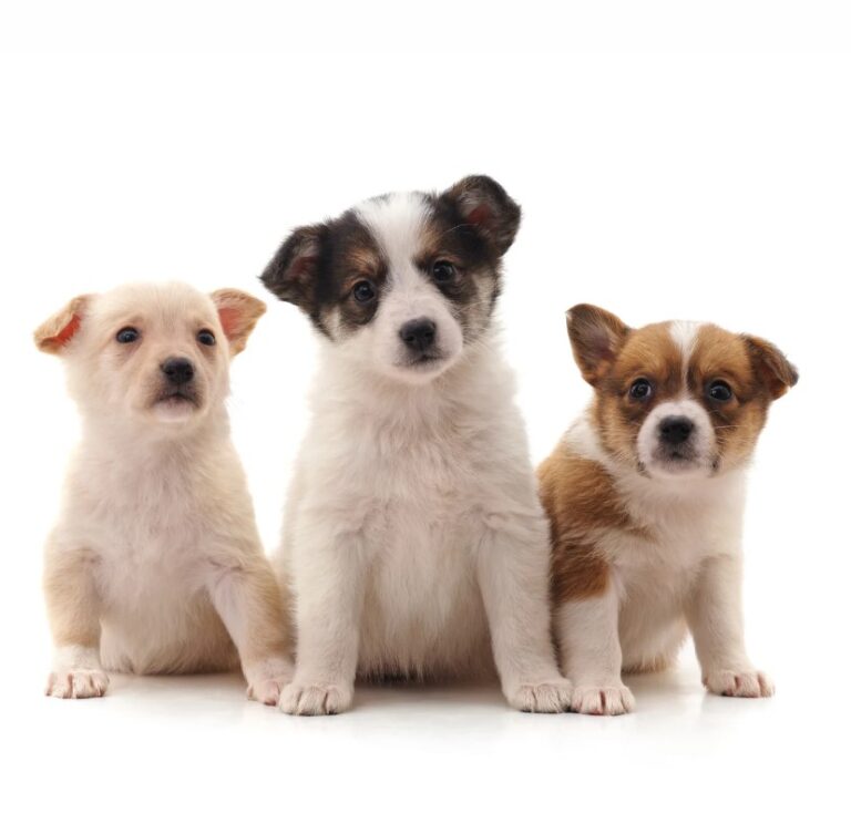 Three Puppies